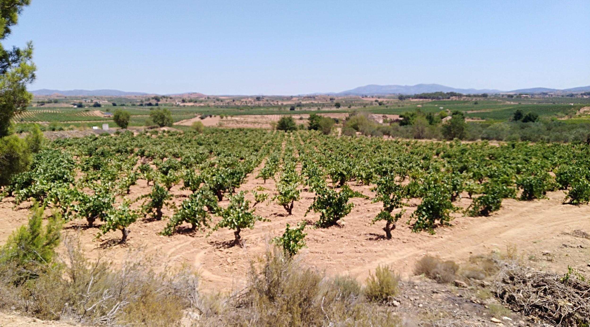 Requena vineyard with Bobal  old vines 