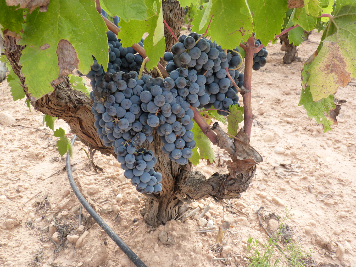  Caña Pastora Bobal grapes 2022