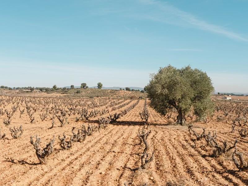 Old_vine_bobal_vineyard.jpg