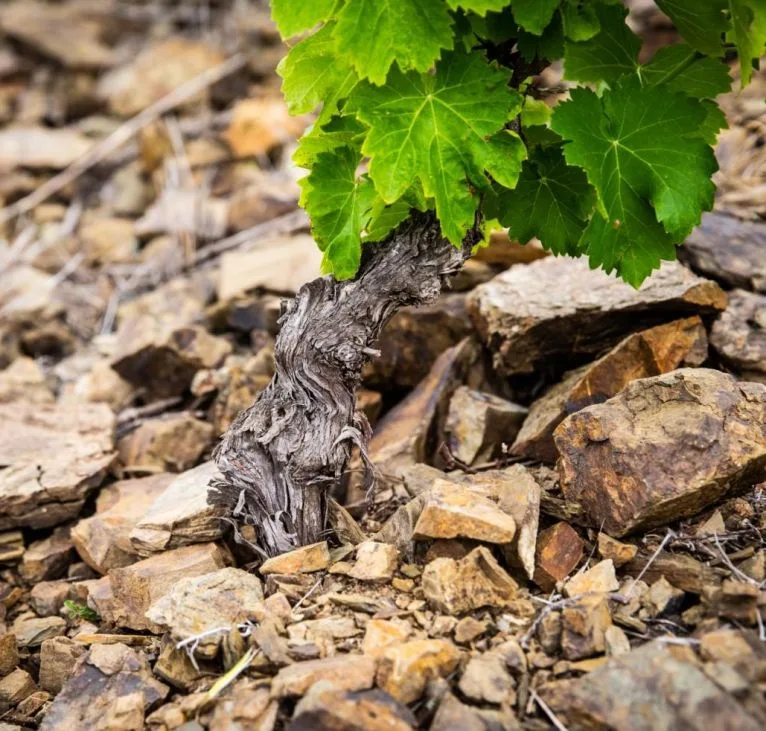 Priorat tours wines