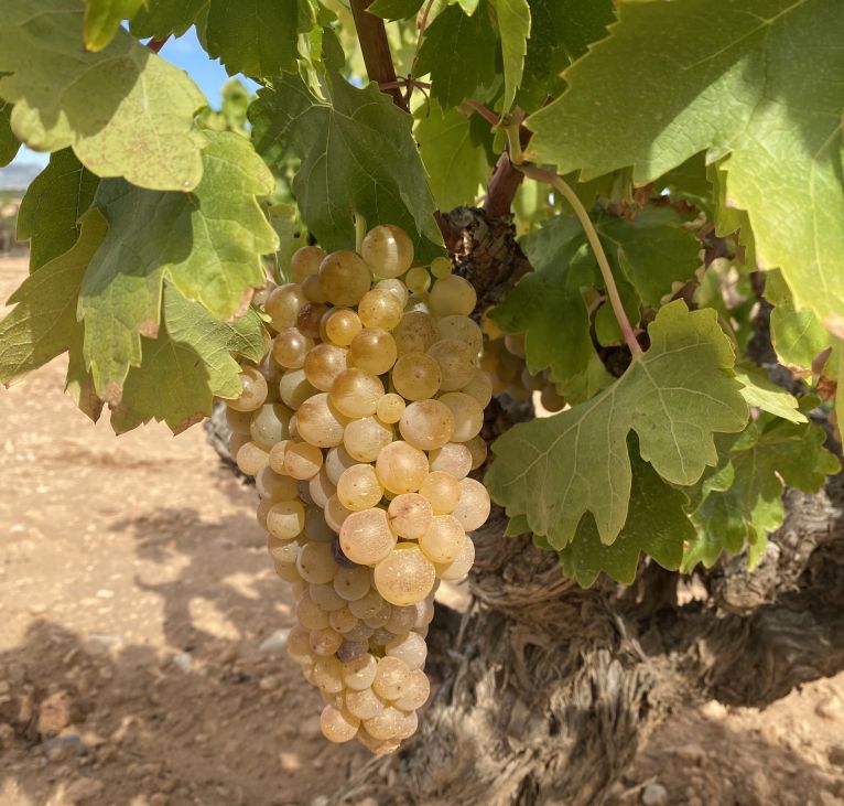 Centenary vines in Requena