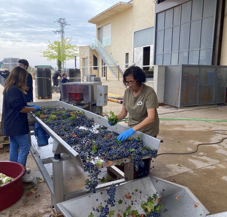 Hand-harvested Bobal grapes