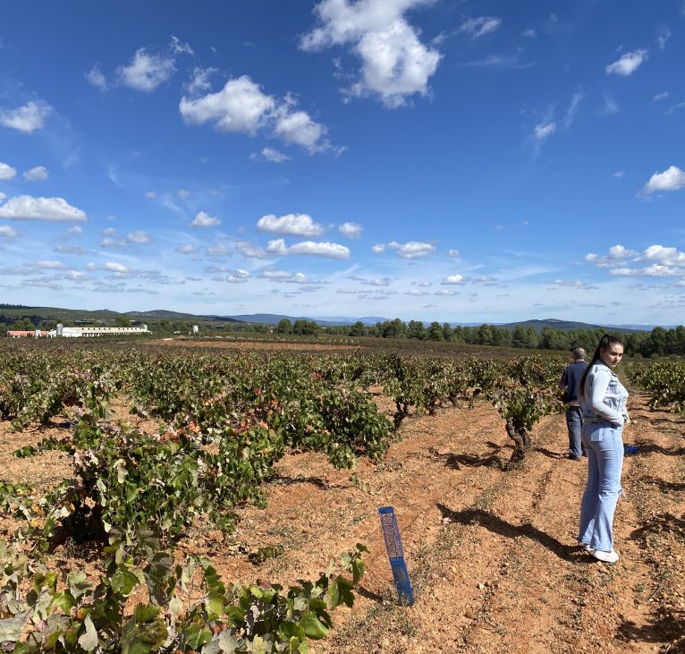 Vineyard landscape in Utiel-Requena region