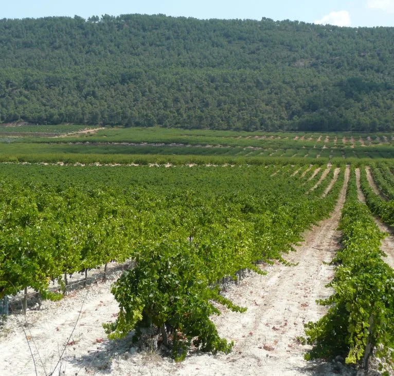 Visiting a winery in Fontanars