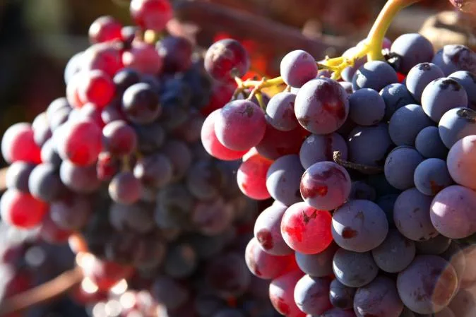 valencia vineyard