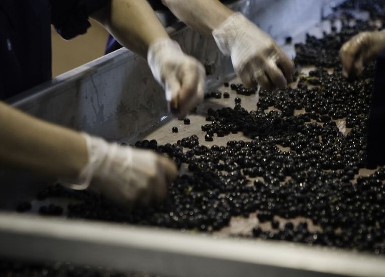 Castilla Wine Tour grape selection table