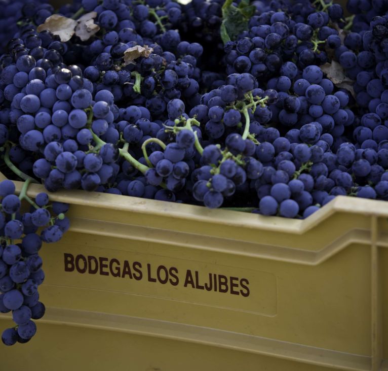 Castilla Wine Tour harvest