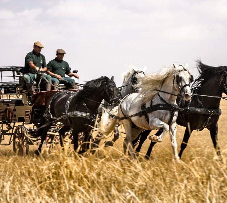 Horse carriage pulled by Yegua horses in Los Aljibes estate Albacete