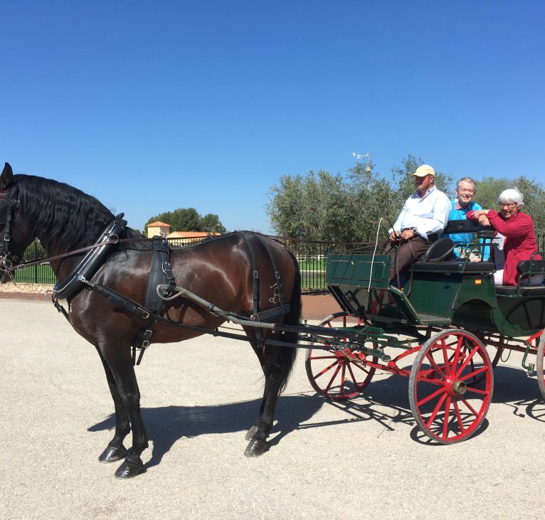 Horse carriage touring vineyards - UK Clients