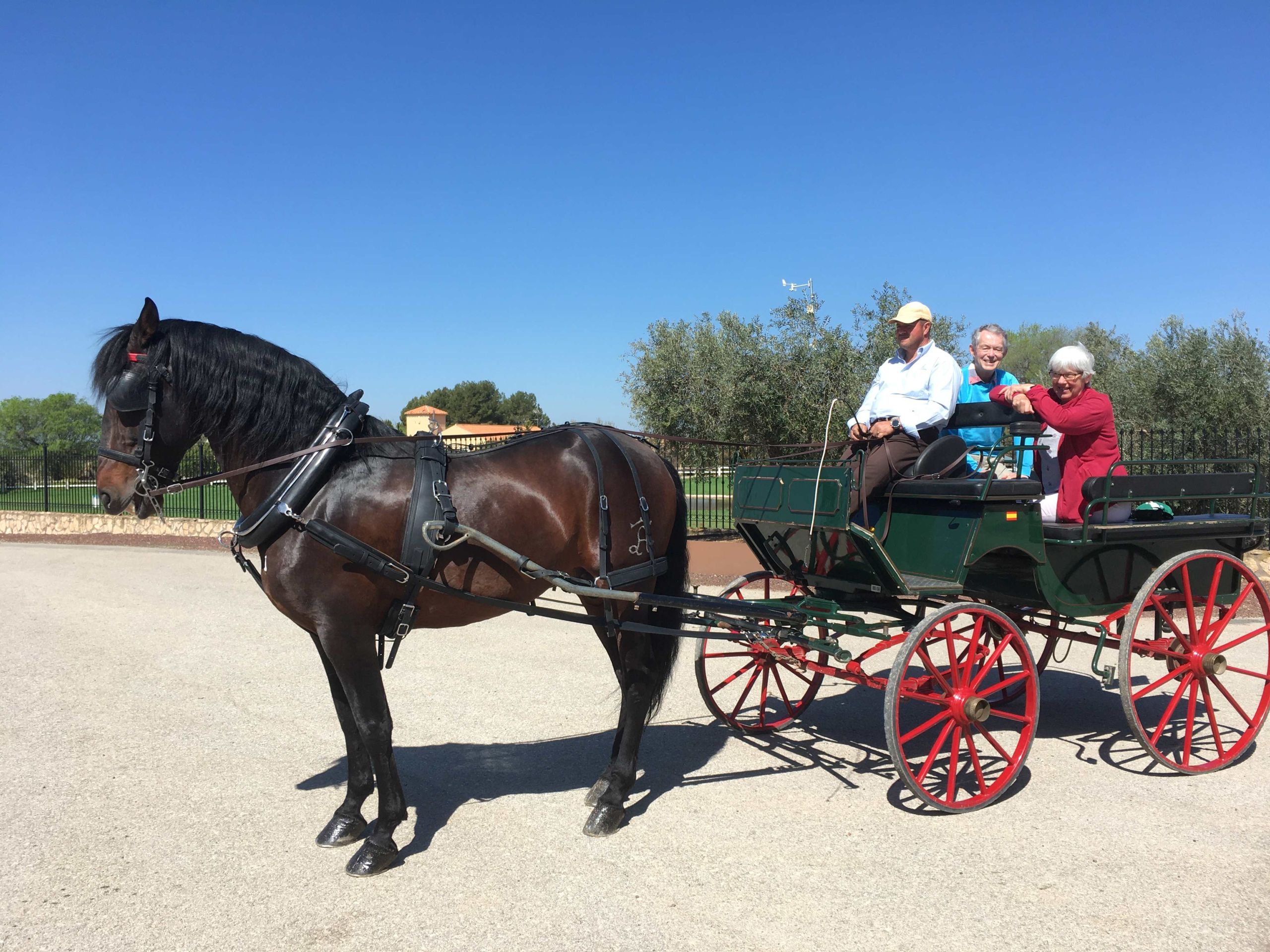 Horse carriage in vineyards