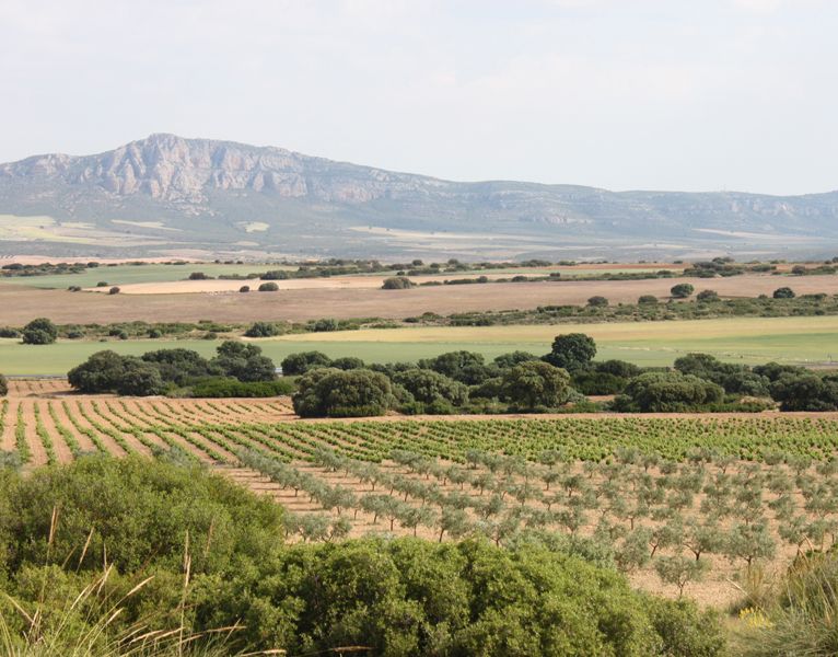 Almansa Vineyards with El Mugron backdrop.