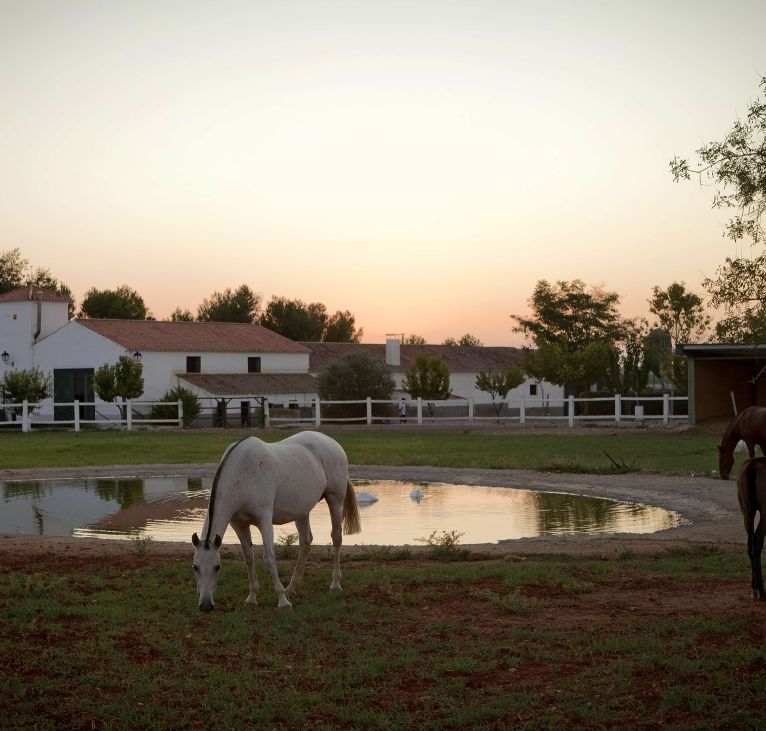 Yegua stables Finca Los Aljibes