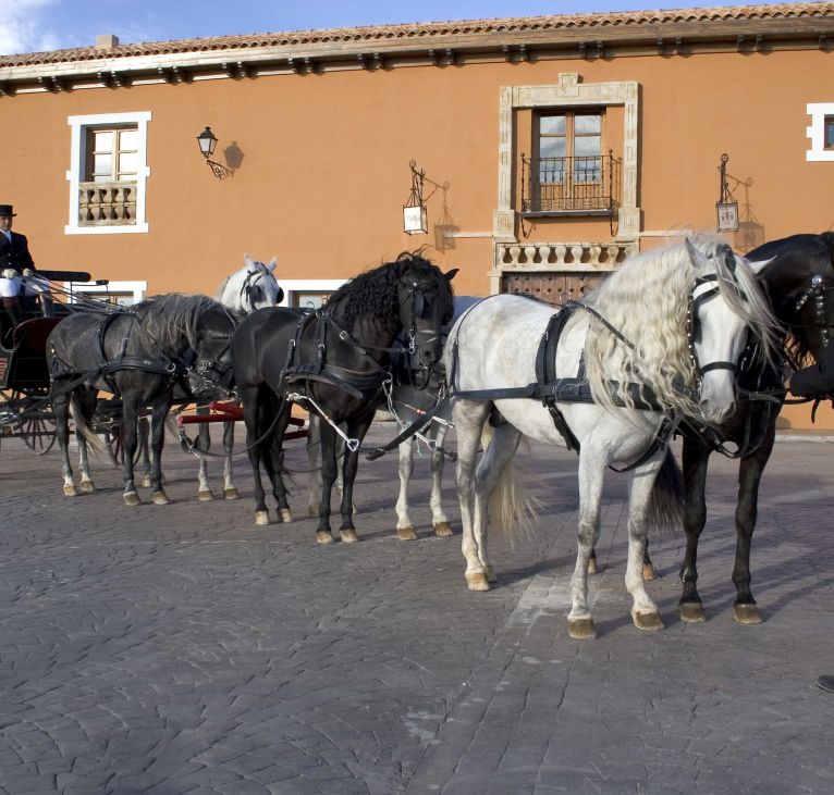 Horse coach at Finca Aljibes